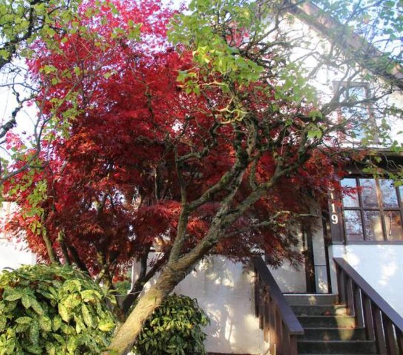 John'S House In Vancouver West Εξωτερικό φωτογραφία